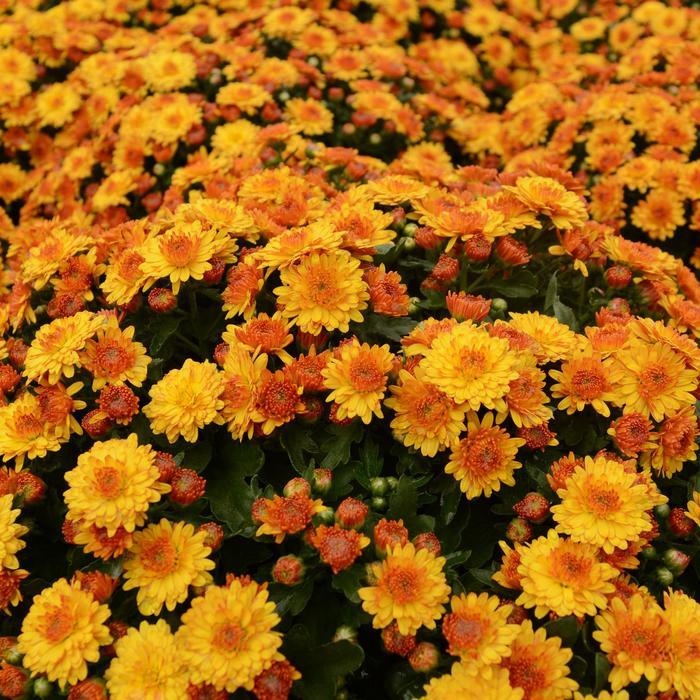 Orange Mum, Orange - View 14 from www redcrocus com