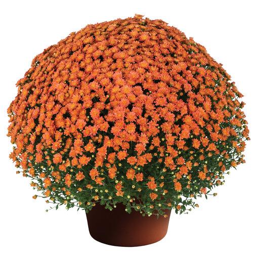 Orange Mum, Orange - View 18 from www redcrocus com
