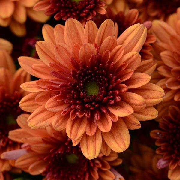 Orange Mum, Orange - View 19 from www redcrocus com