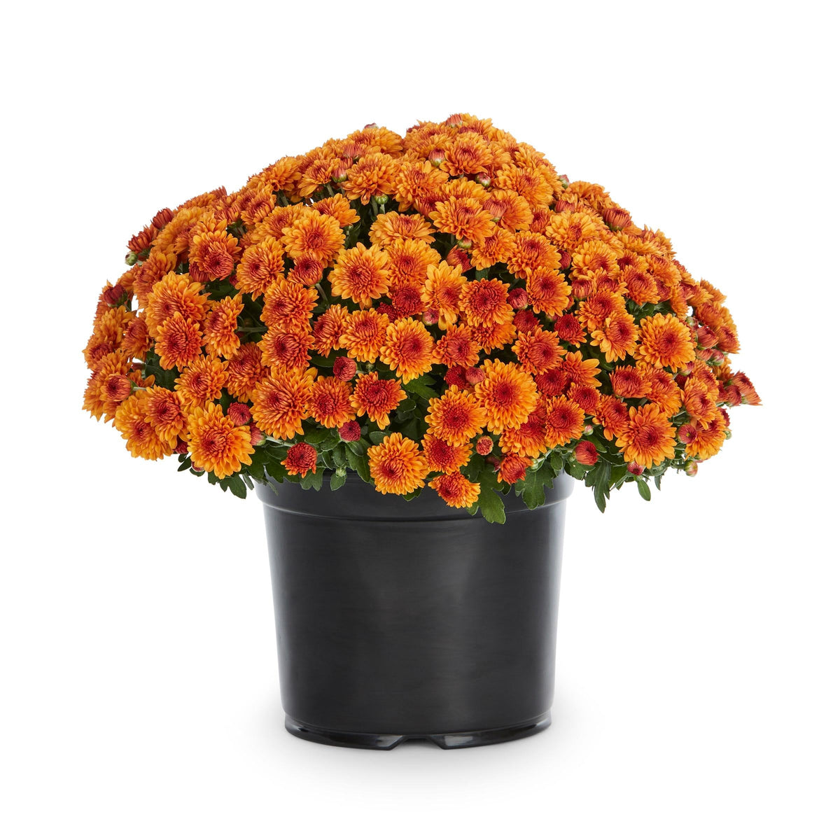 Orange Mum, Orange - View 1 from www redcrocus com