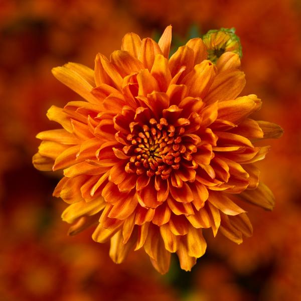 Orange Mum, Orange - View 21 from www redcrocus com