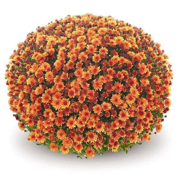 Orange Mum, Orange - View 23 from www redcrocus com