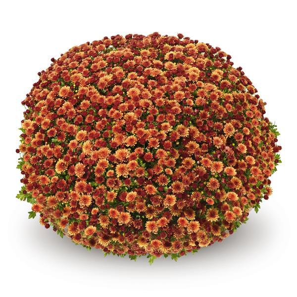 Orange Mum, Orange - View 24 from www redcrocus com
