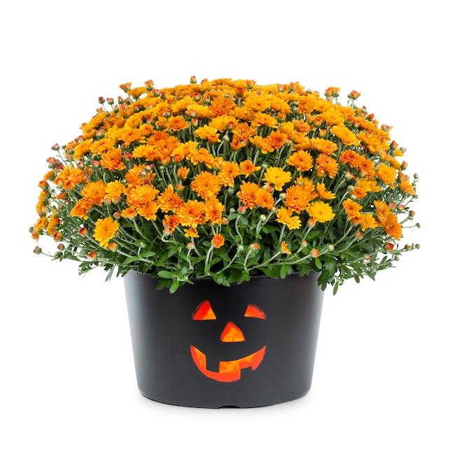 Orange Mum, Orange - View 26 from www redcrocus com