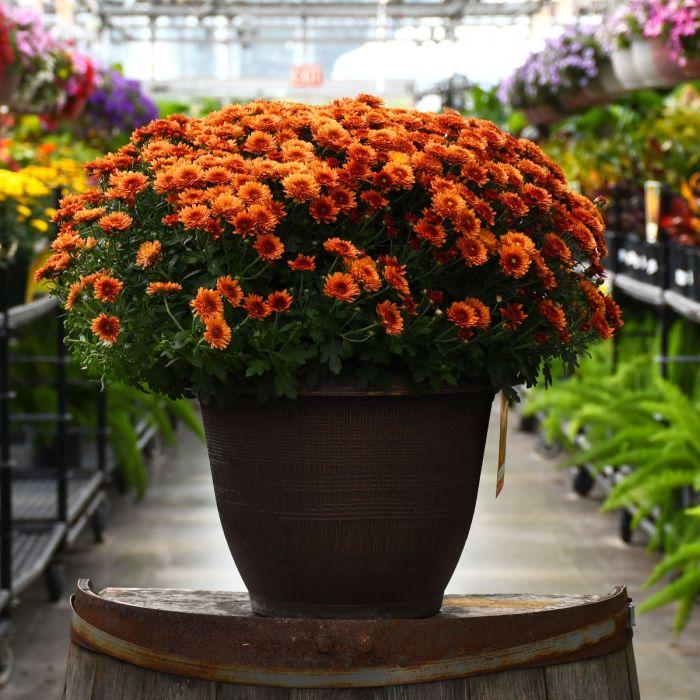 Orange Mum, Orange - View 27 from www redcrocus com