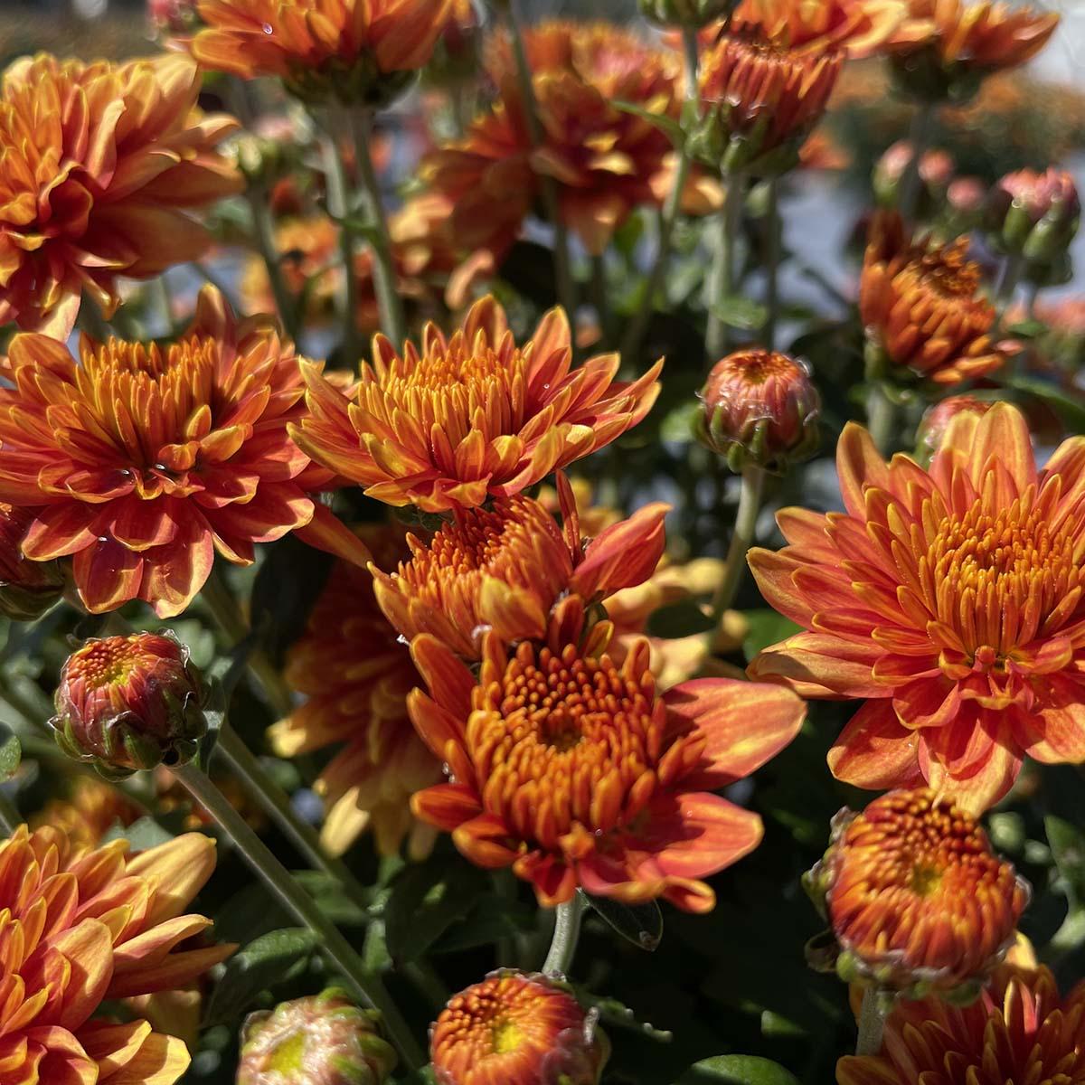 Orange Mum, Orange - View 31 from www redcrocus com