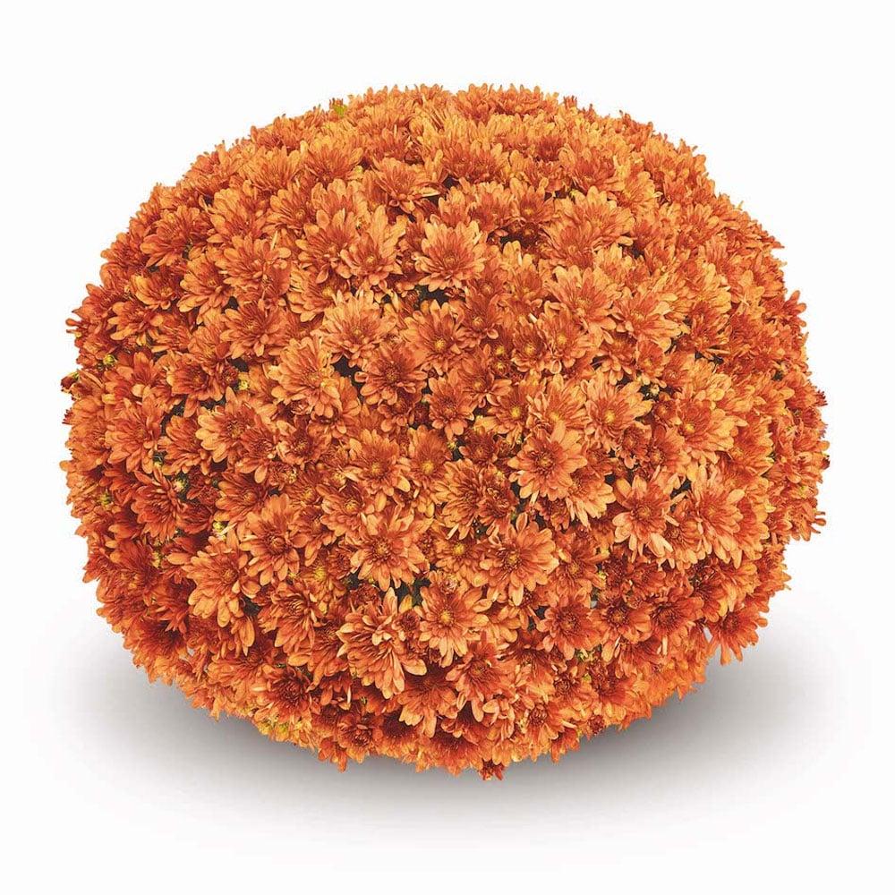 Orange Mum, Orange - View 32 from www redcrocus com