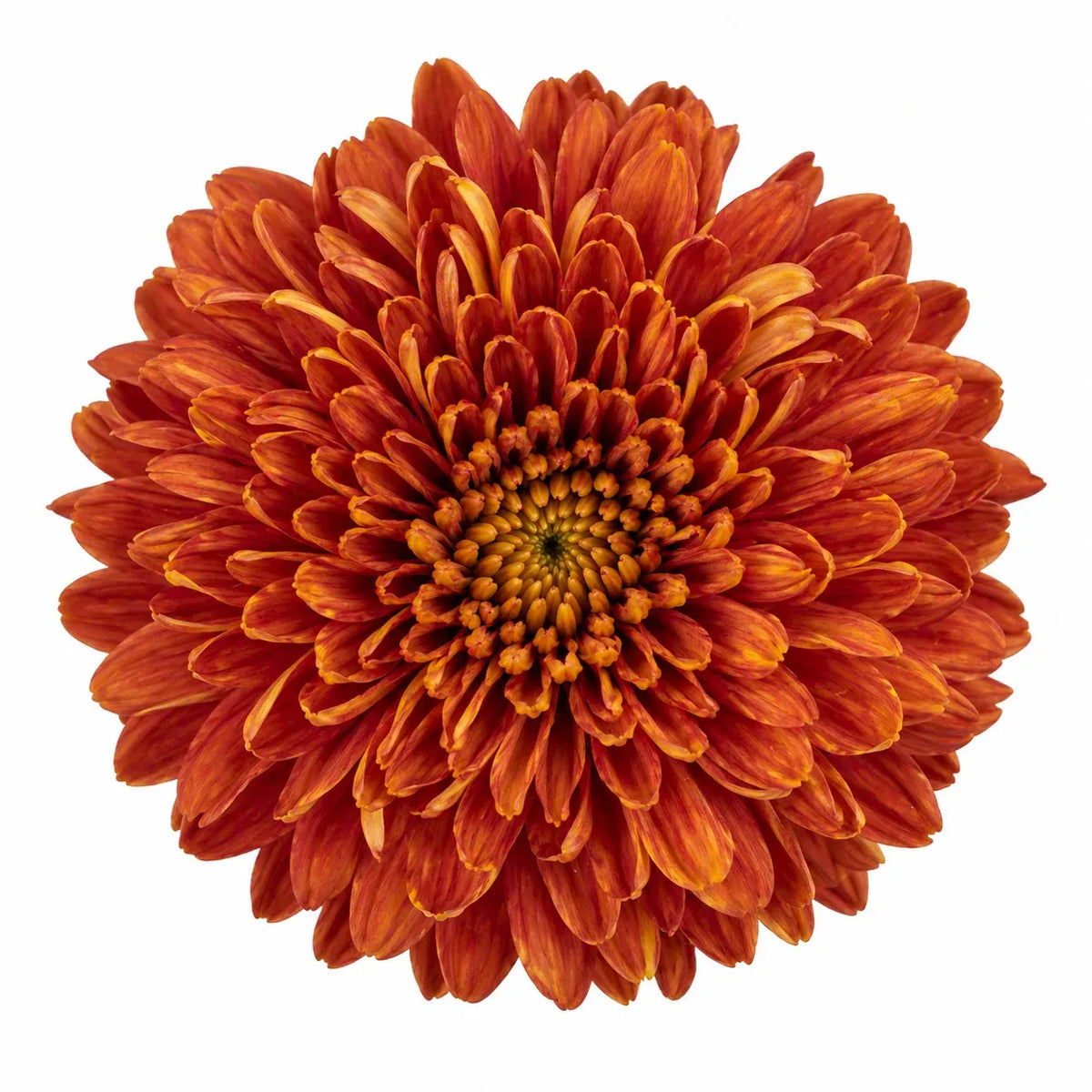 Orange Mum, Orange - View 34 from www redcrocus com