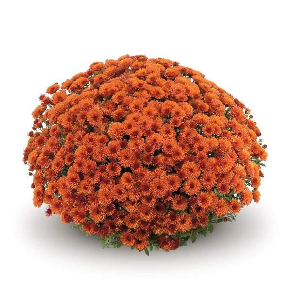 Orange Mum, Orange - View 36 from www redcrocus com