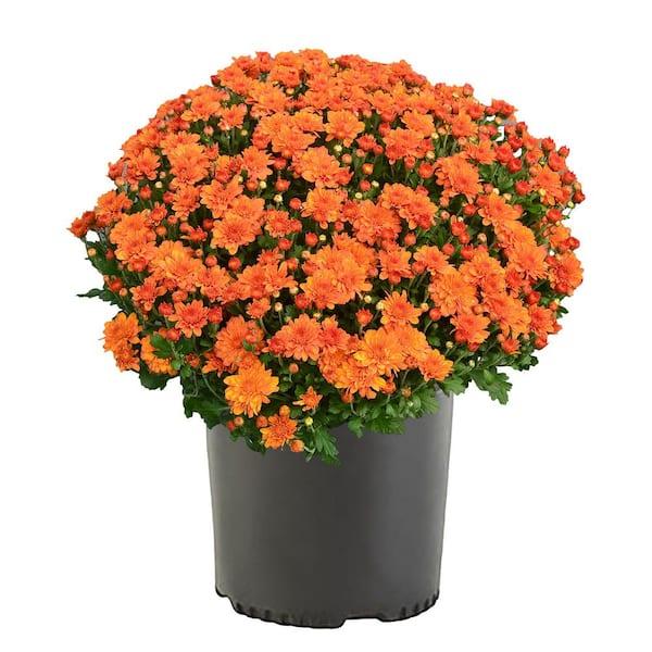 Orange Mum, Orange - View 40 from www redcrocus com