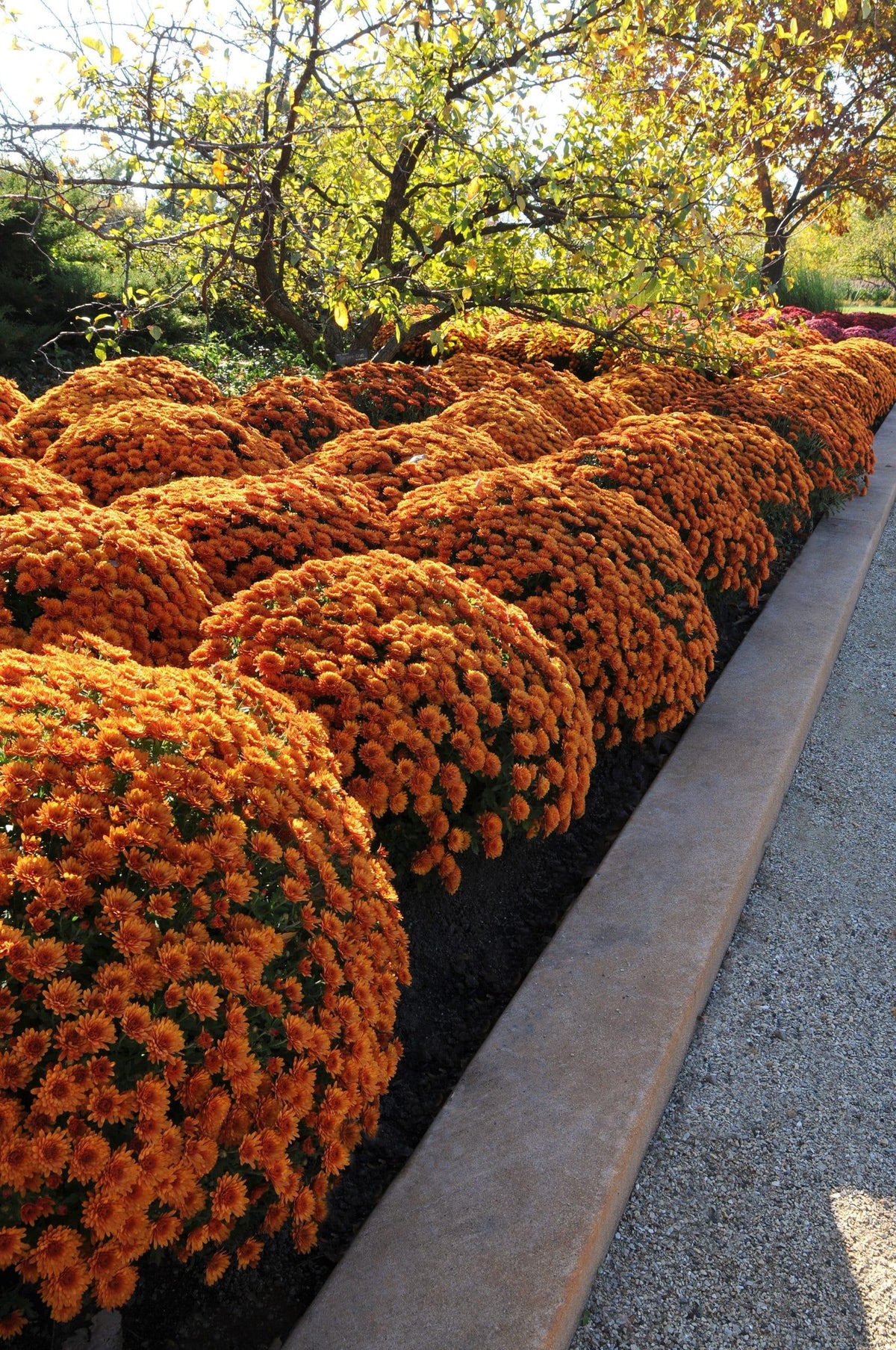 Orange Mum, Orange - View 6 from www redcrocus com