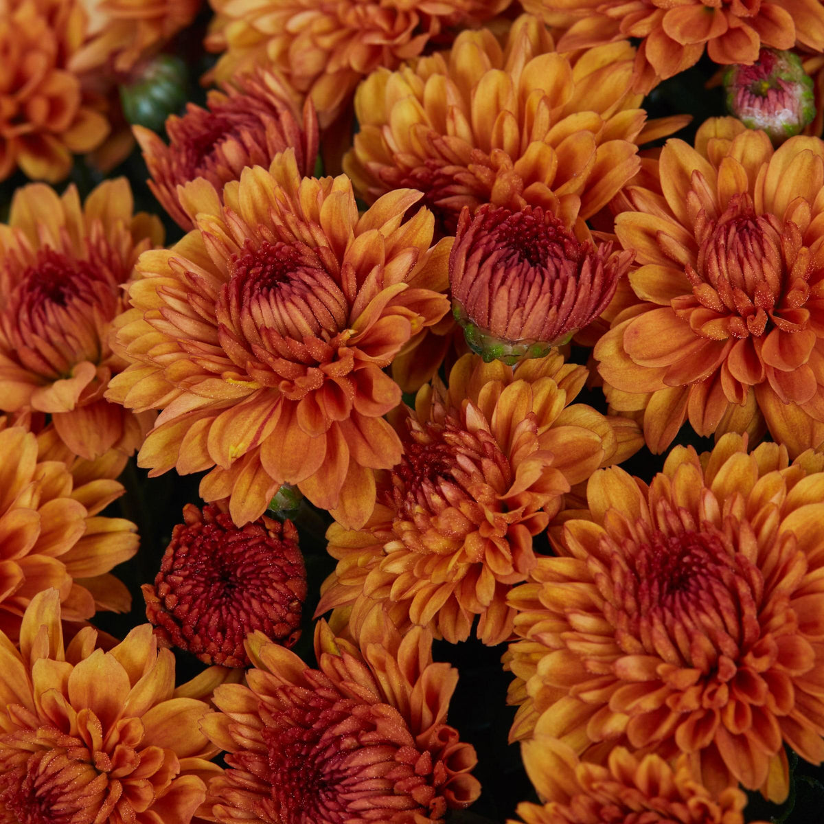 Orange Mum, Orange - View 7 from www redcrocus com