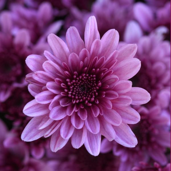 Pink Mum, Pink - View 12 from www redcrocus com