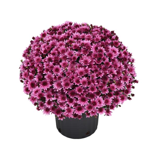 Pink Mum, Pink - View 17 from www redcrocus com