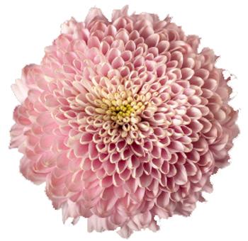 Pink Mum, Pink - View 18 from www redcrocus com