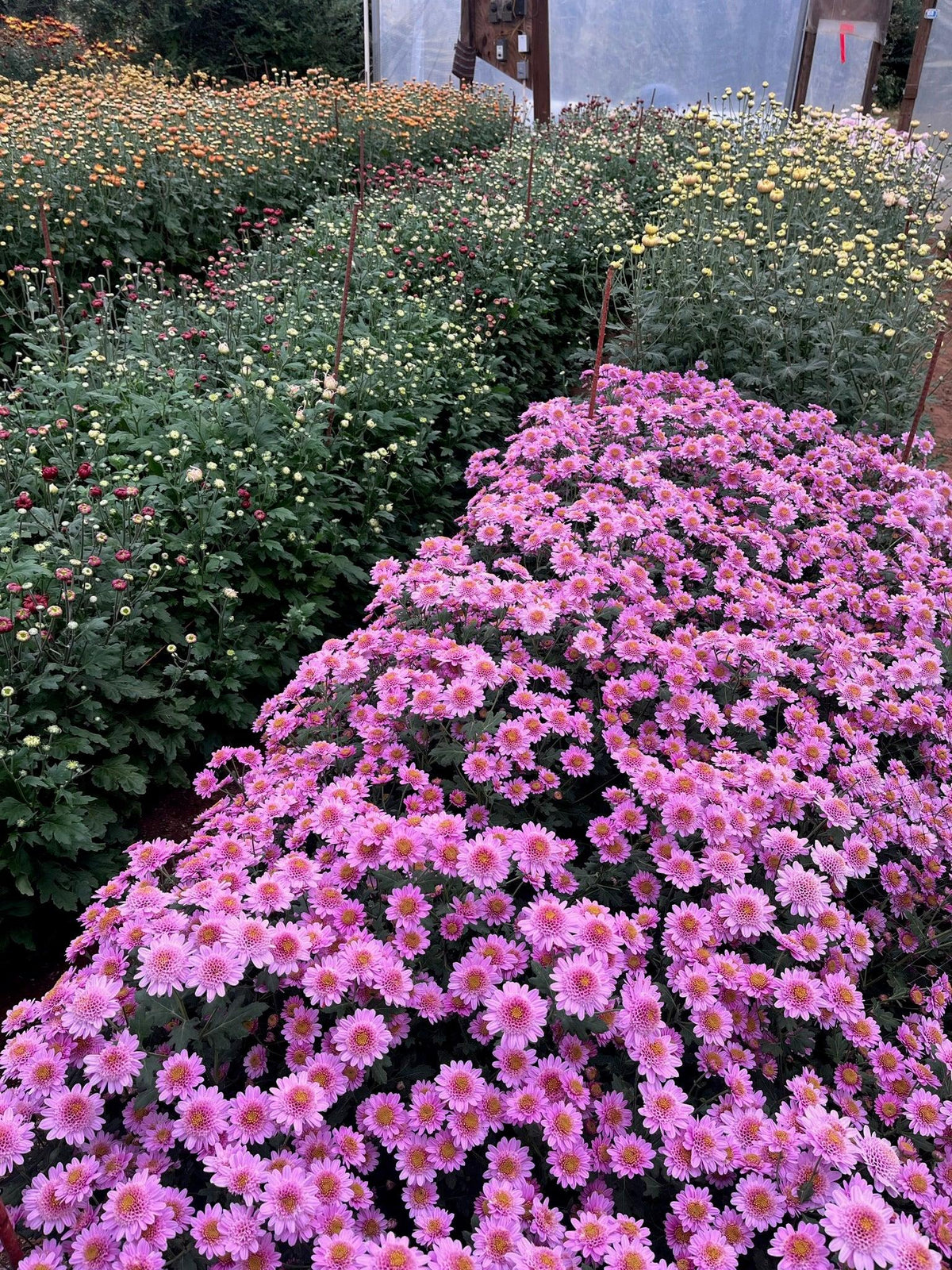Pink Mum, Pink - View 30 from www redcrocus com