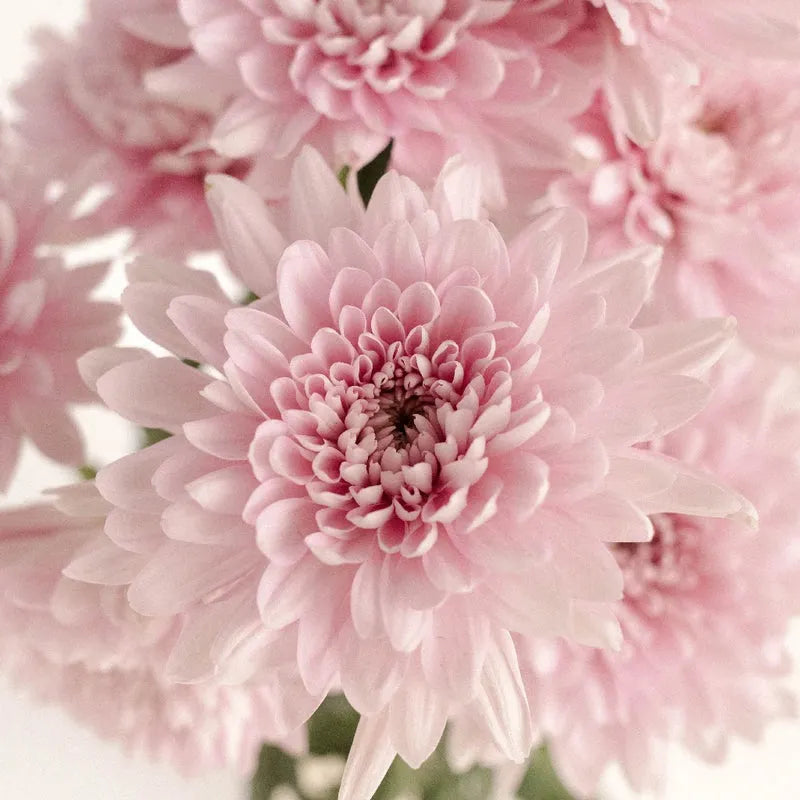 Pink Mum, Pink - View 31 from www redcrocus com