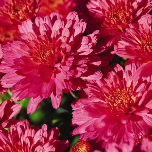 Pink Mum, Pink - View 33 from www redcrocus com