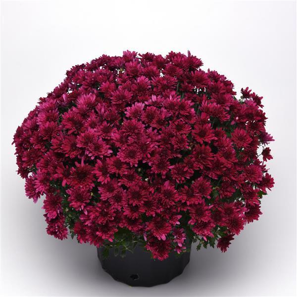Purple Mum, Purple - View 15 from www redcrocus com