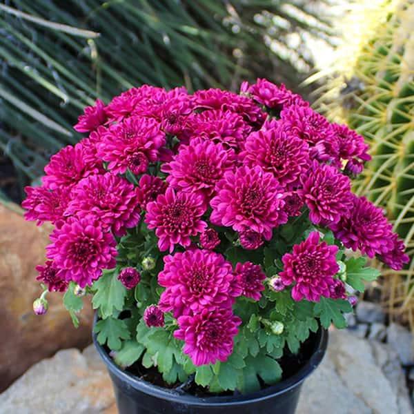 Purple Mum, Purple - View 16 from www redcrocus com
