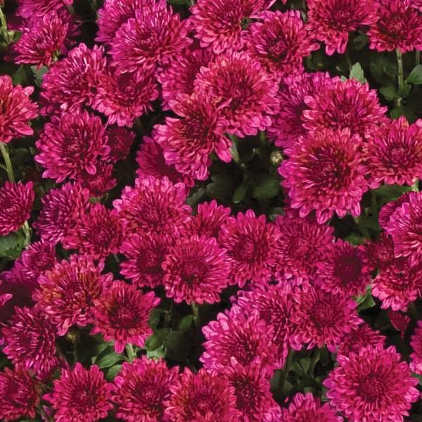 Purple Mum, Purple - View 20 from www redcrocus com
