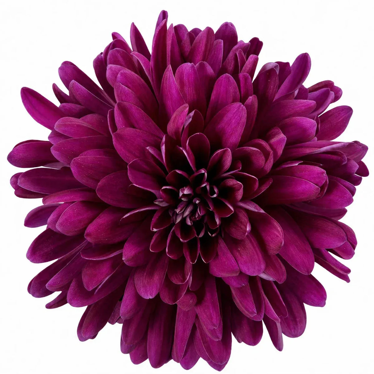Purple Mum, Purple - View 31 from www redcrocus com