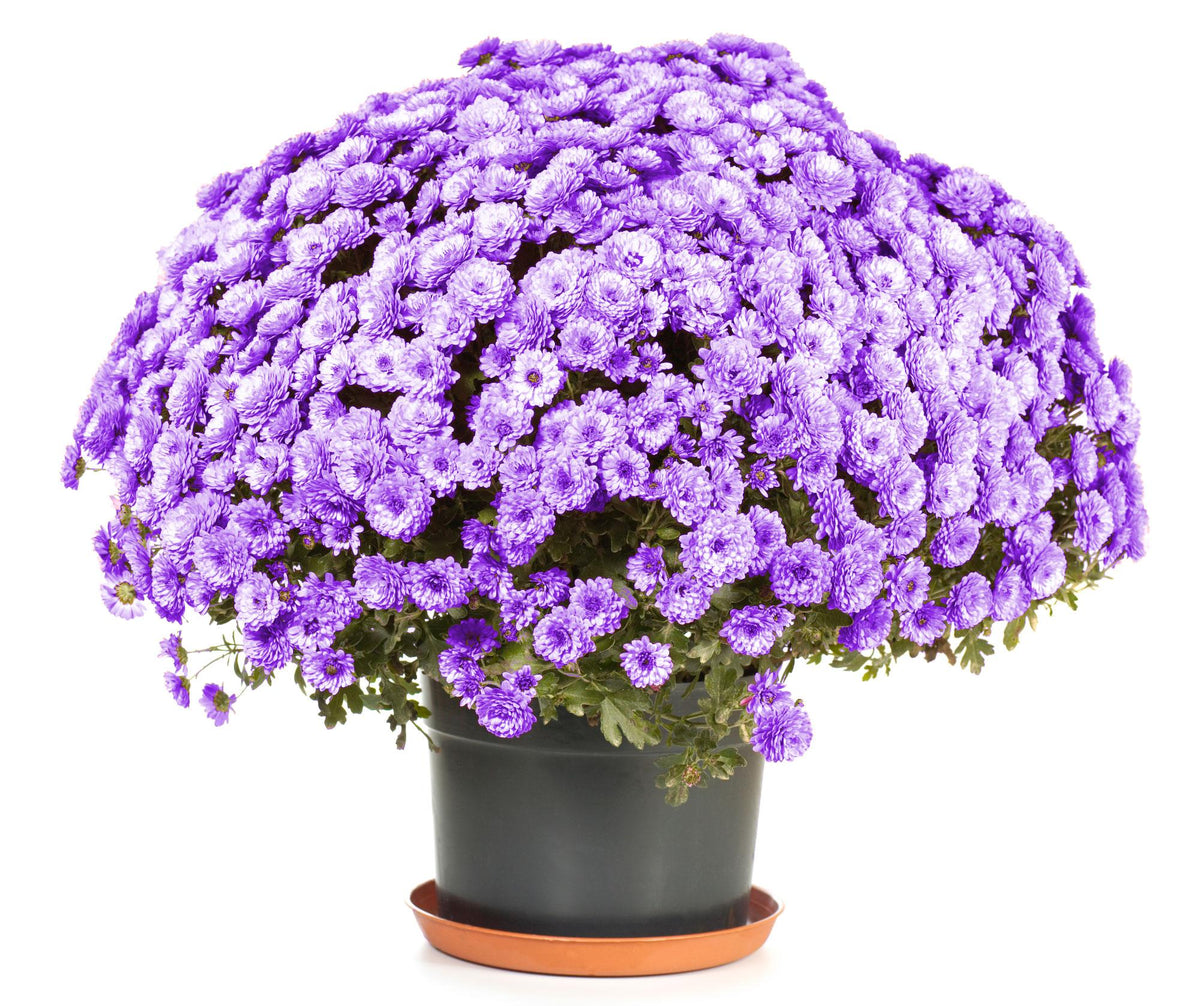 Purple Mum, Purple - View 32 from www redcrocus com