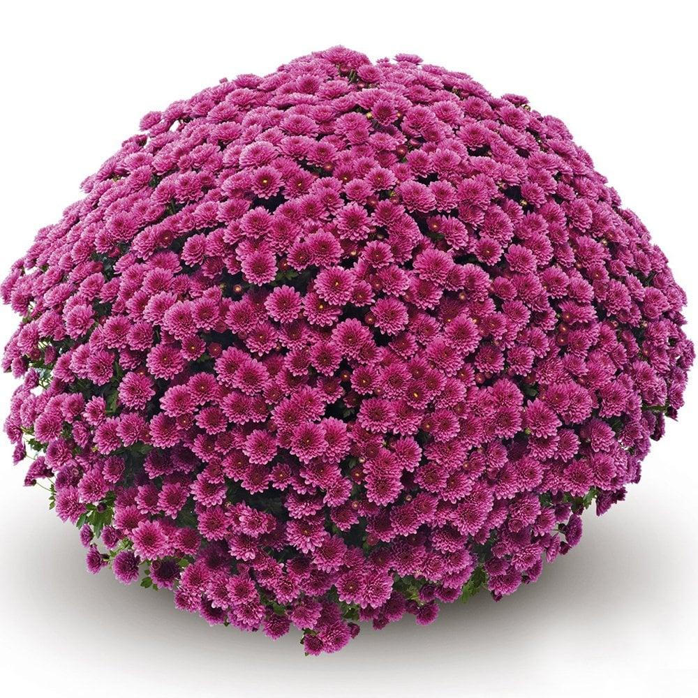 Purple Mum, Purple - View 34 from www redcrocus com