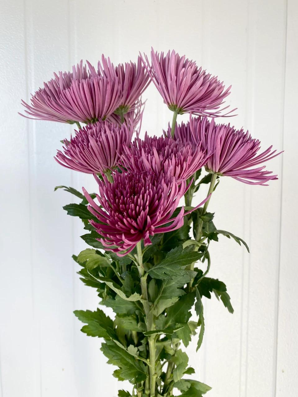 Purple Mum, Purple - View 35 from www redcrocus com