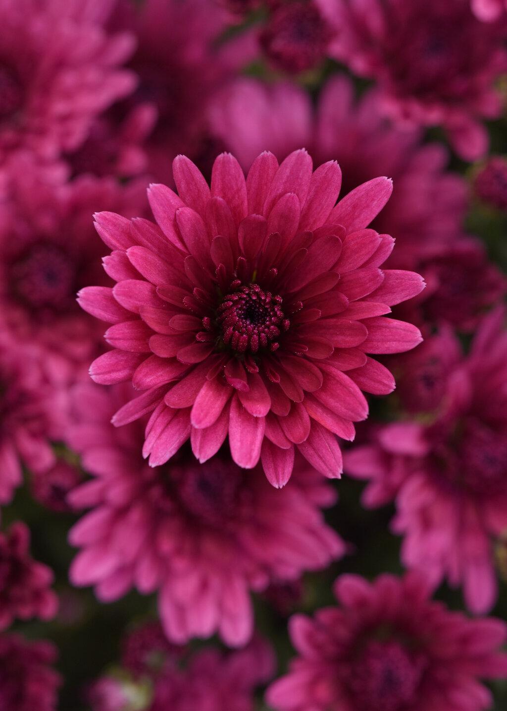 Purple Mum, Purple - View 7 from www redcrocus com