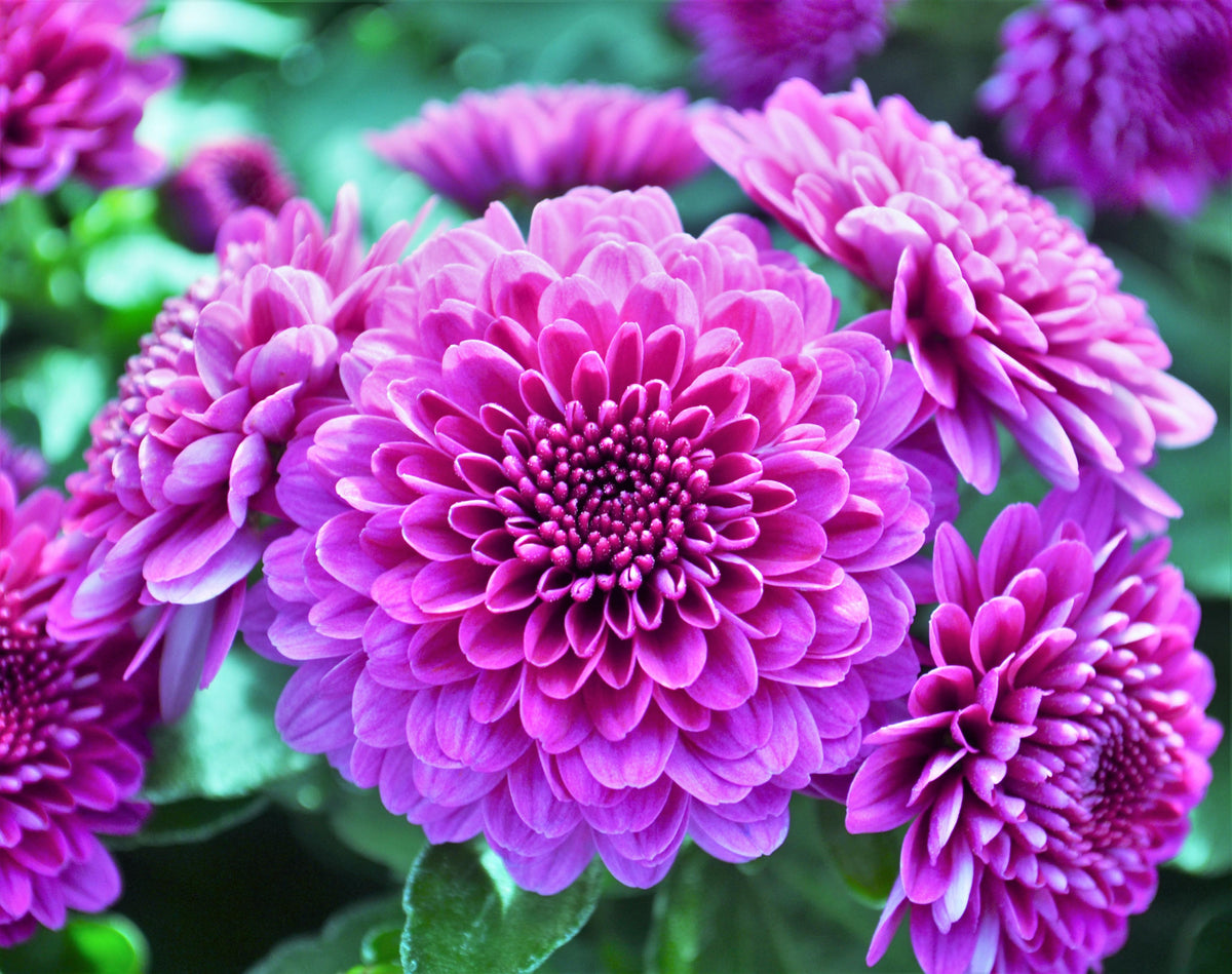 Purple Mum, Purple - View 8 from www redcrocus com