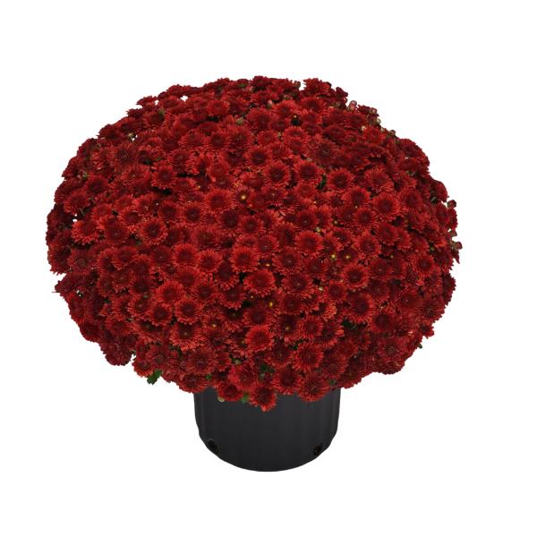 Red Mum, Red - View 14 from www redcrocus com
