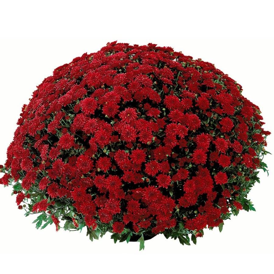 Red Mum, Red - View 15 from www redcrocus com