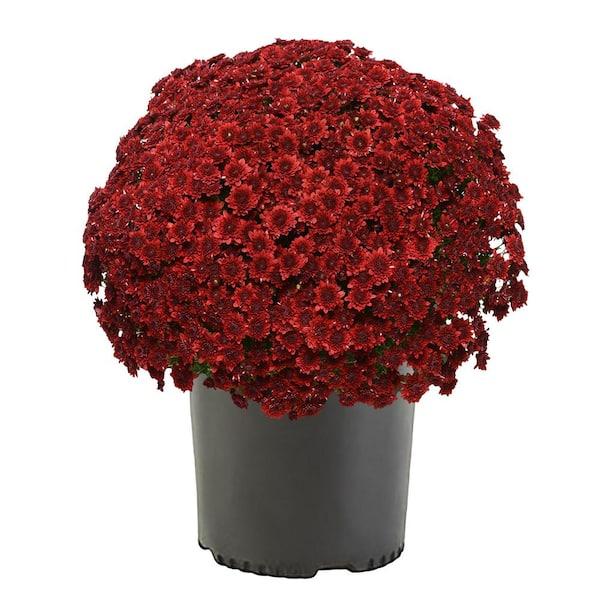 Red Mum, Red - View 16 from www redcrocus com