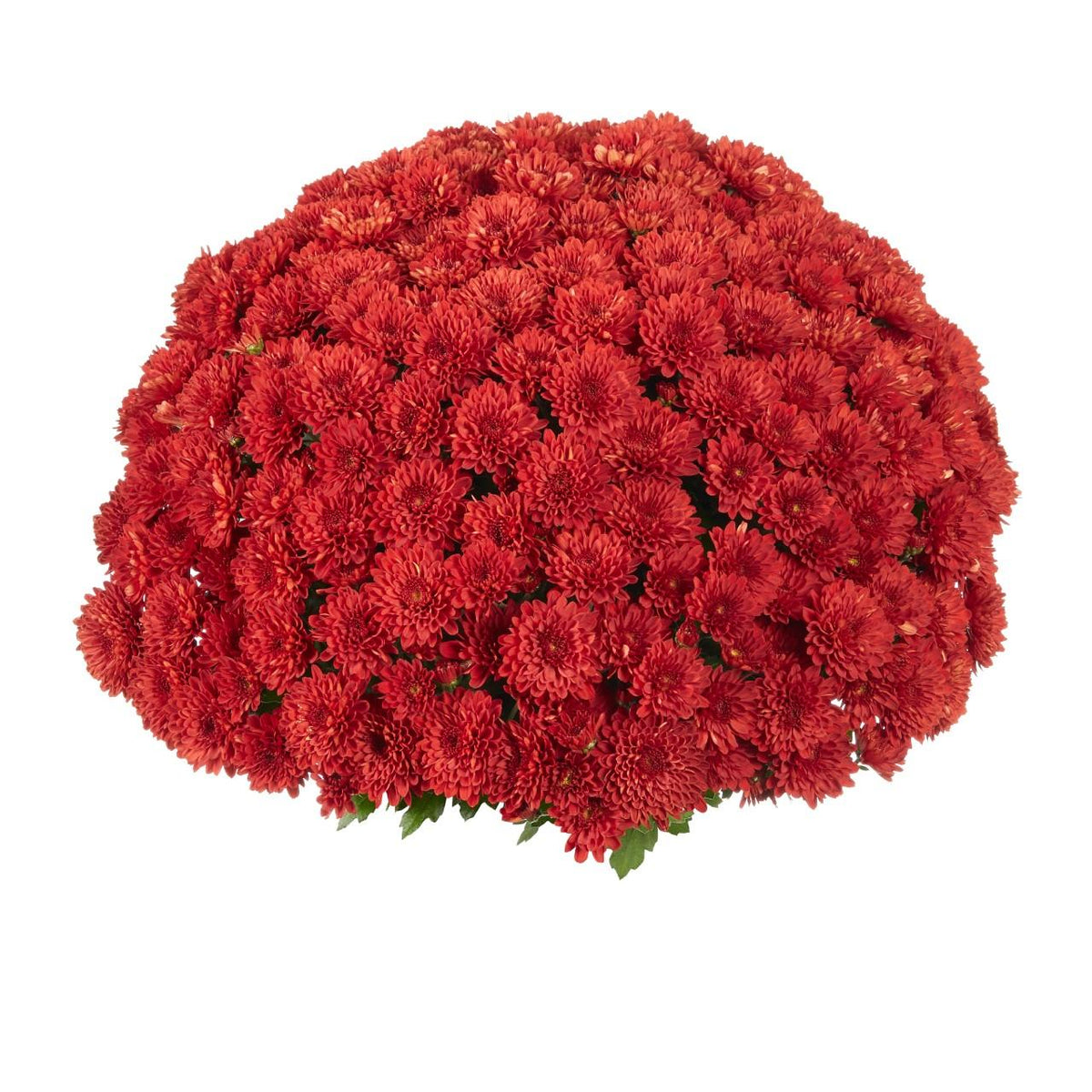 Red Mum, Red - View 17 from www redcrocus com