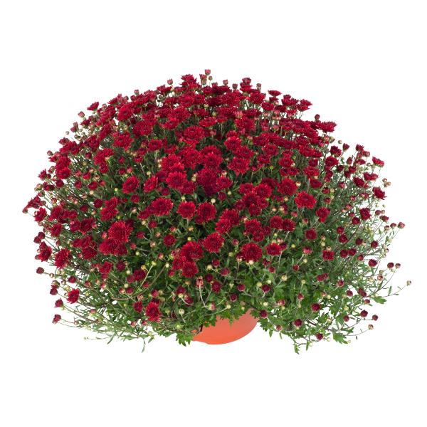 Red Mum, Red - View 18 from www redcrocus com