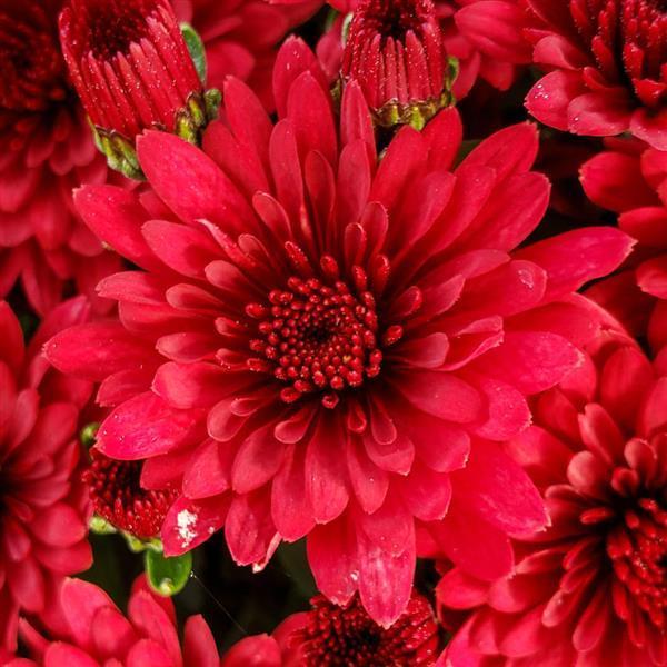 Red Mum, Red - View 19 from www redcrocus com
