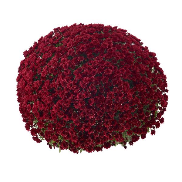 Red Mum, Red - View 22 from www redcrocus com