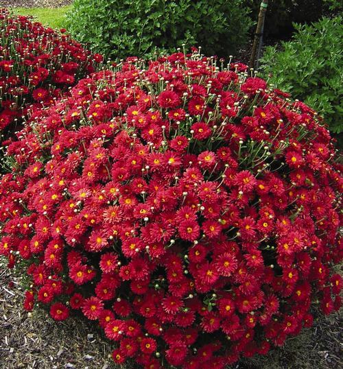 Red Mum, Red - View 23 from www redcrocus com