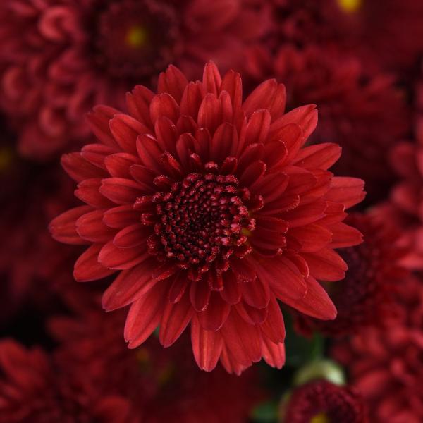 Red Mum, Red - View 24 from www redcrocus com