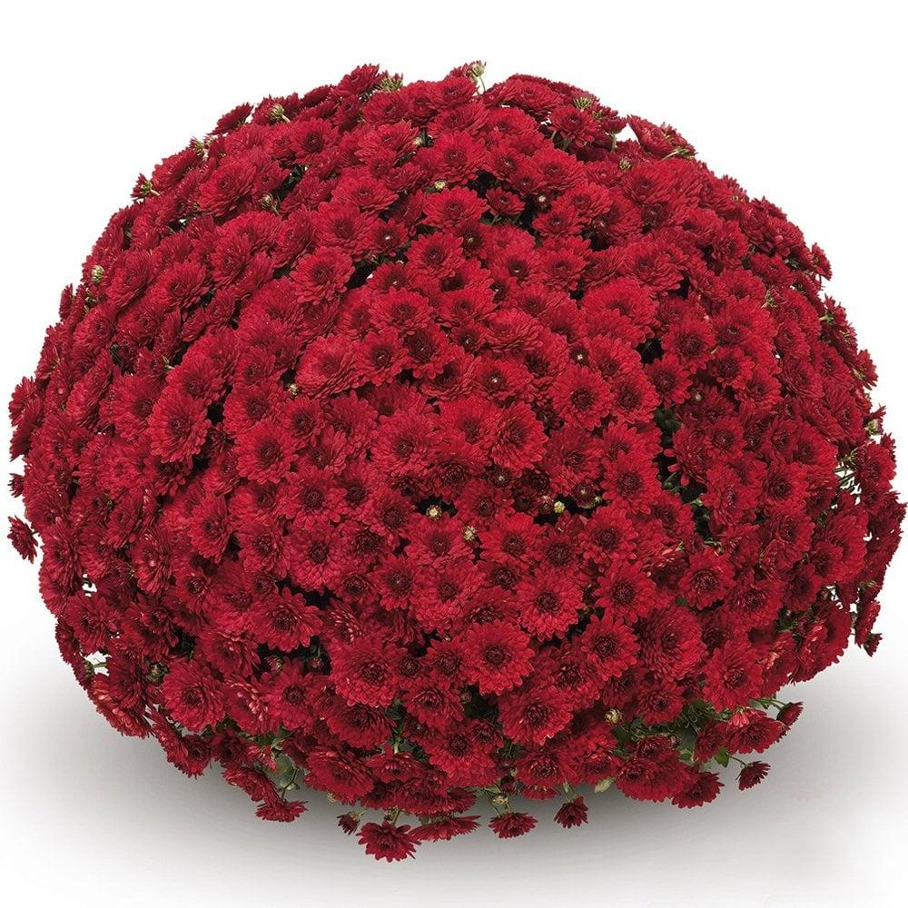 Red Mum, Red - View 25 from www redcrocus com