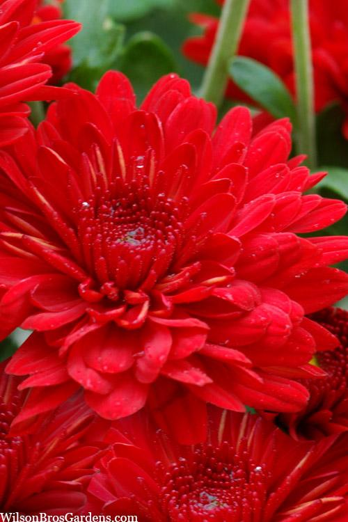 Red Mum, Red - View 26 from www redcrocus com