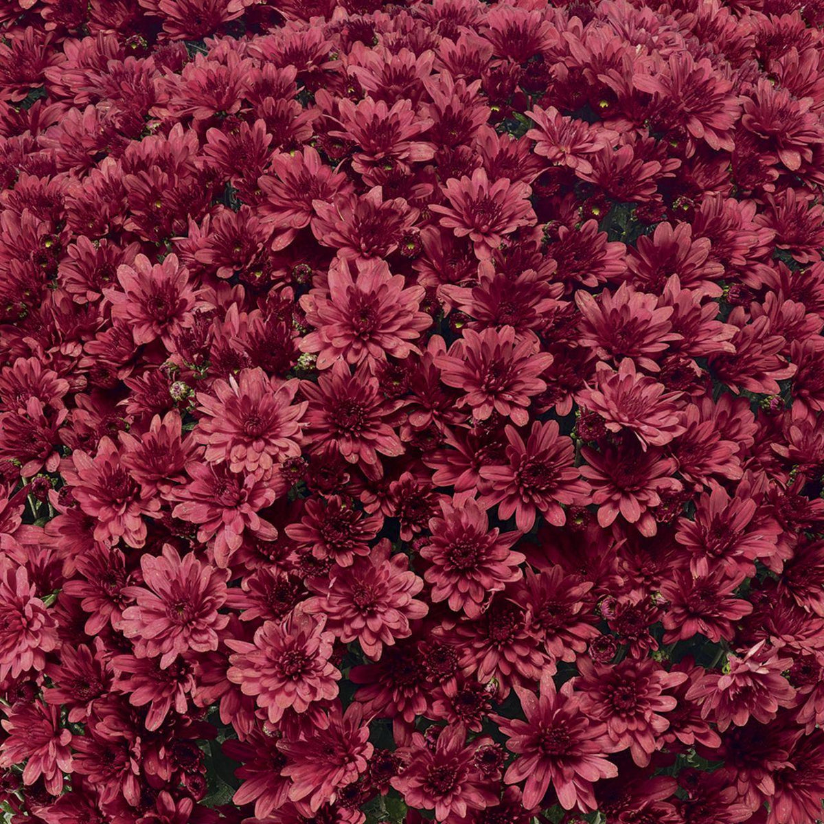 Red Mum, Red - View 29 from www redcrocus com