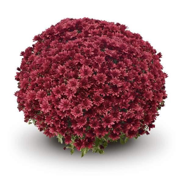Red Mum, Red - View 30 from www redcrocus com