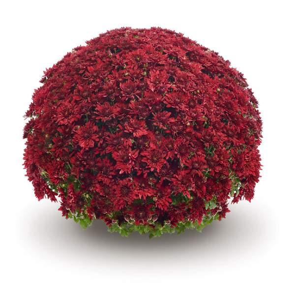 Red Mum, Red - View 32 from www redcrocus com
