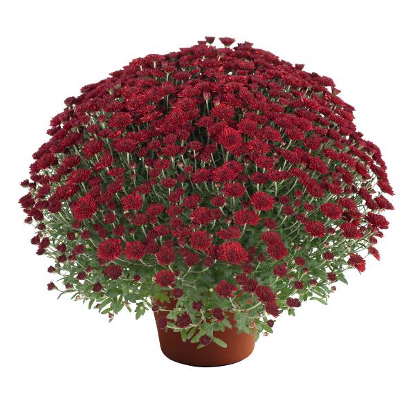 Red Mum, Red - View 33 from www redcrocus com
