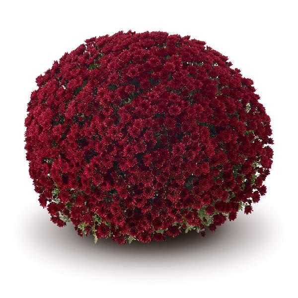 Red Mum, Red - View 4 from www redcrocus com