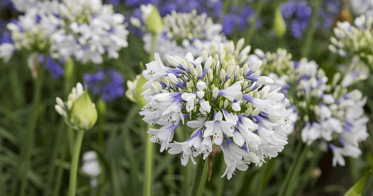 White Mum, White - View 15 from www redcrocus com