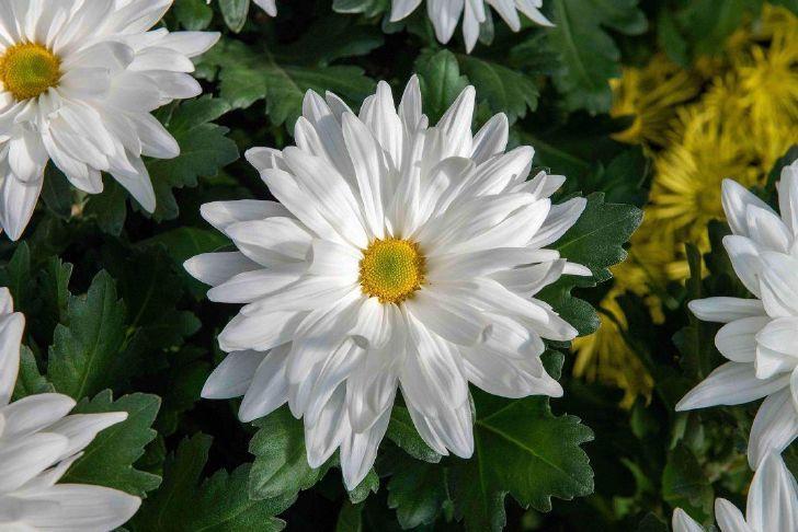 White Mum, White - View 17 from www redcrocus com