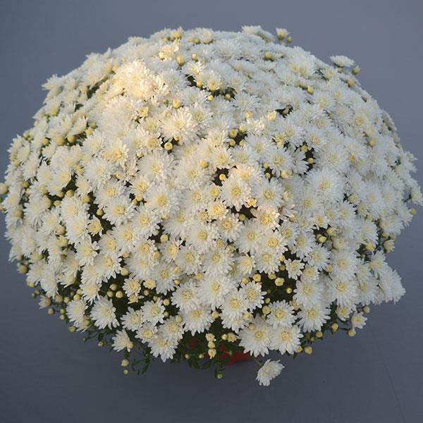 White Mum, White - View 1 from www redcrocus com